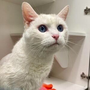 REMBERANCE OF OUR BEAUTIFUL BIANCA